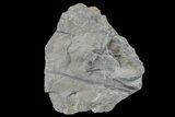Pennsylvanian Horsetail (Calamites) Fossil - Kentucky #154739-1